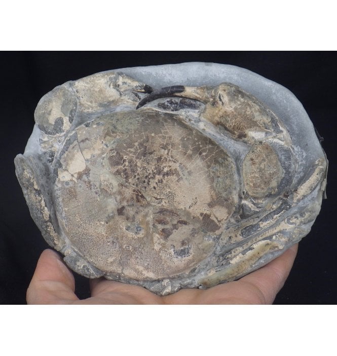 Stunning Miocene Fossil Crab from New Zealand (SKU OF0918):- Tumidocarcinus gigateus