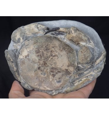 Stunning Miocene Fossil Crab from New Zealand (SKU OF0918):- Tumidocarcinus gigateus