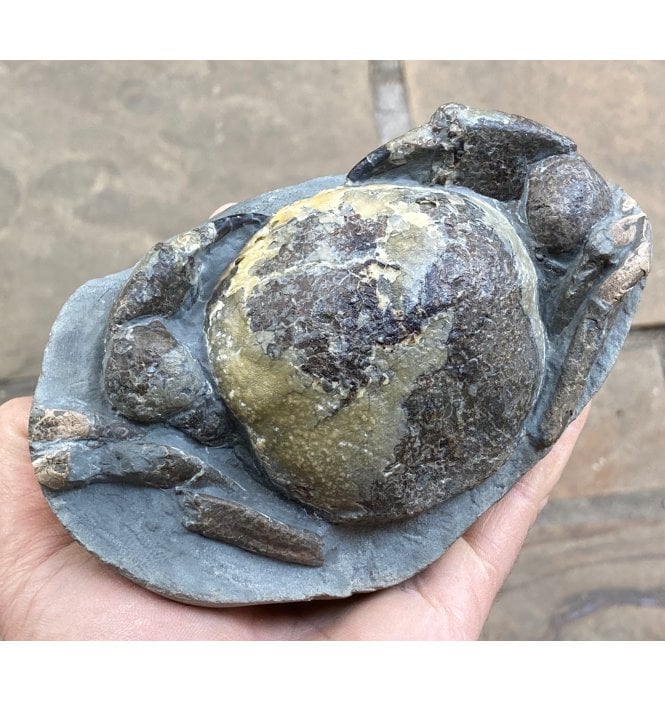 Stunning Miocene Fossil Crab from New Zealand (SKU OF1026):- Tumidocarcinus gigateus