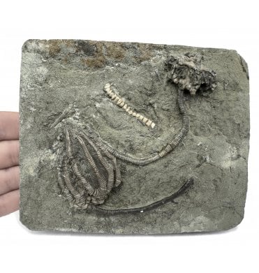 Stunning USA Carboniferous Crinoid Cluster from Crawfordsville, Indiana, USA (SKU OF2836):- Cyanthocrinus iowensis and Macrocrinus mundulus