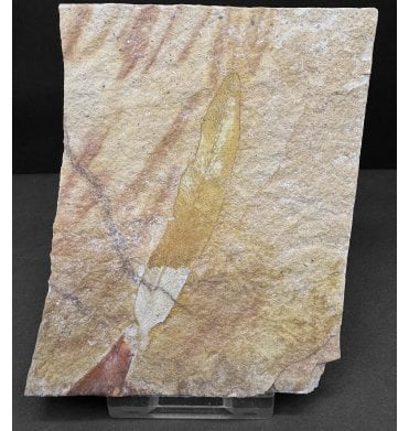 The Plant that Proved Continental Drift Permian Plant Leaves from New South Wales, Australia (SKU OF3815):- Glossopteris browniana