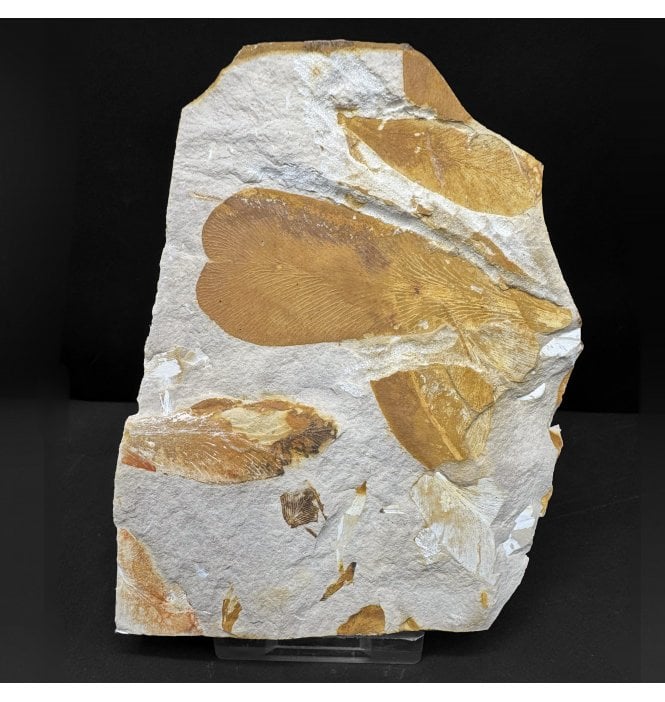 The Plant that Proved Continental Drift Permian Plant Leaves from New South Wales, Australia (SKU OF4282):- Glossopteris browniana