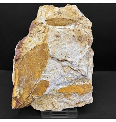 The Plant that Proved Continental Drift Permian Plant Leaves from New South Wales, Australia (SKU OF4309):- Glossopteris browniana