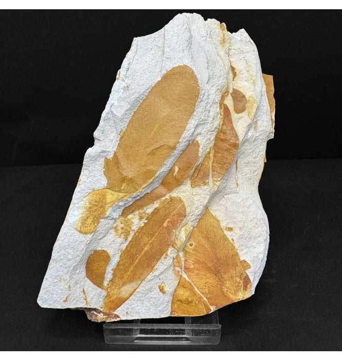 The Plant that Proved Continental Drift Permian Plant Leaves from New South Wales, Australia (SKU OF4727):- Glossopteris browniana