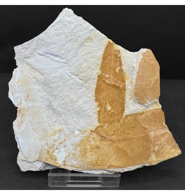 The Plant that Proved Continental Drift Permian Plant Leaves from New South Wales, Australia (SKU OF4728):- Glossopteris browniana