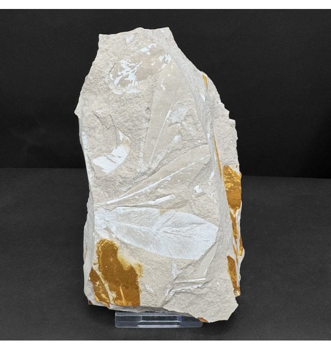 The Plant that Proved Continental Drift Permian Plant Leaves from New South Wales, Australia (SKU OF4730):- Glossopteris browniana