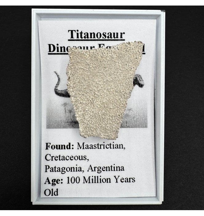 Titanosaur Dinosaur Egg Shell (SKU G56)