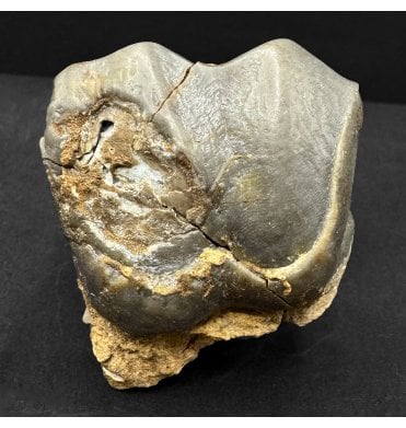 Titanotherium Tooth from the Oligocene Period, South Dakota, USA (SKU V8745):- Titanotherium ingens