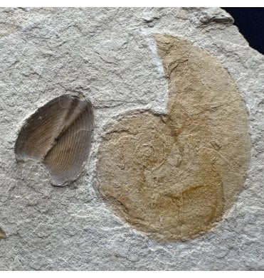 Tithonian, Upper Jurassic Fossil Ammonite with Ammonite Mouth Parts (Aptychi) from Solnhofen, Germany (SKU A5014):- Aspidoceras Hermanni and Aptychi sp.