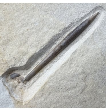Tithonian Upper Jurassic Fossil Belemnite from Solnhofen, Germany (SKU OF4099):- Hibolites semisulcatus