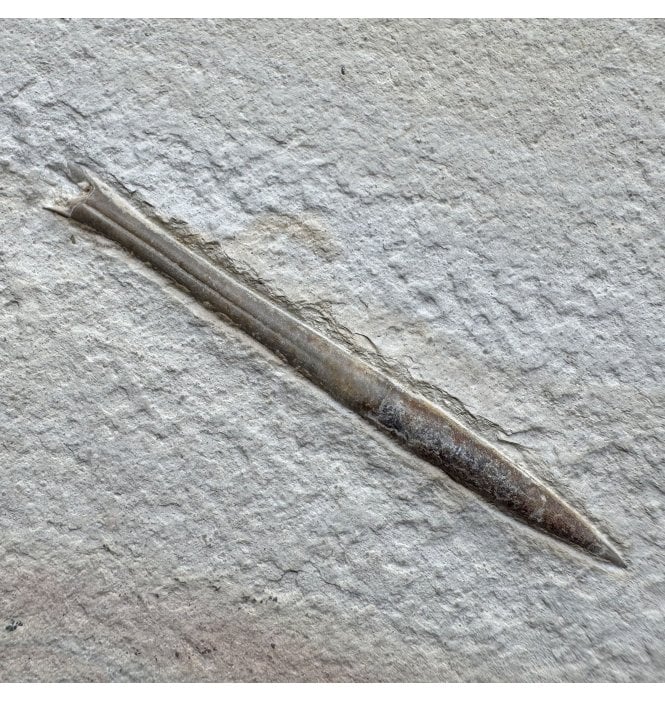 Tithonian Upper Jurassic Fossil Belemnite from Solnhofen, Germany (SKU OF4455):- Hibolites semisulcatus