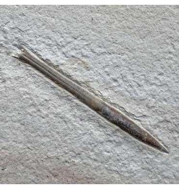 Tithonian Upper Jurassic Fossil Belemnite from Solnhofen, Germany (SKU OF4455):- Hibolites semisulcatus