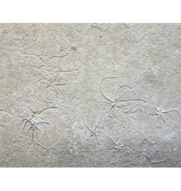 Tithonian, Upper Jurassic Fossil Brittlestar Cluster from Solnhofen, Germany (SKU OF4102):- Sinosura kelheimense