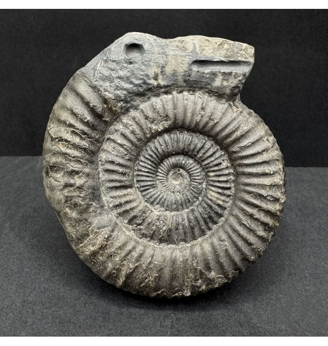 Traditional Whitby Snakestone (SKU A4441):- Dactylioceras commune