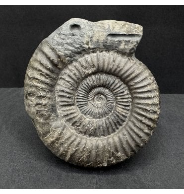 Traditional Whitby Snakestone (SKU A4441):- Dactylioceras commune