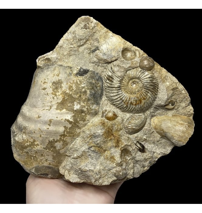 TRAPPED IN TIME British Bajocan, Middle Jurassic Ammonite and Shell Cluster from Burton Bradstock, Dorset, England (SKU A2584):- Parkinsonia pachypleura