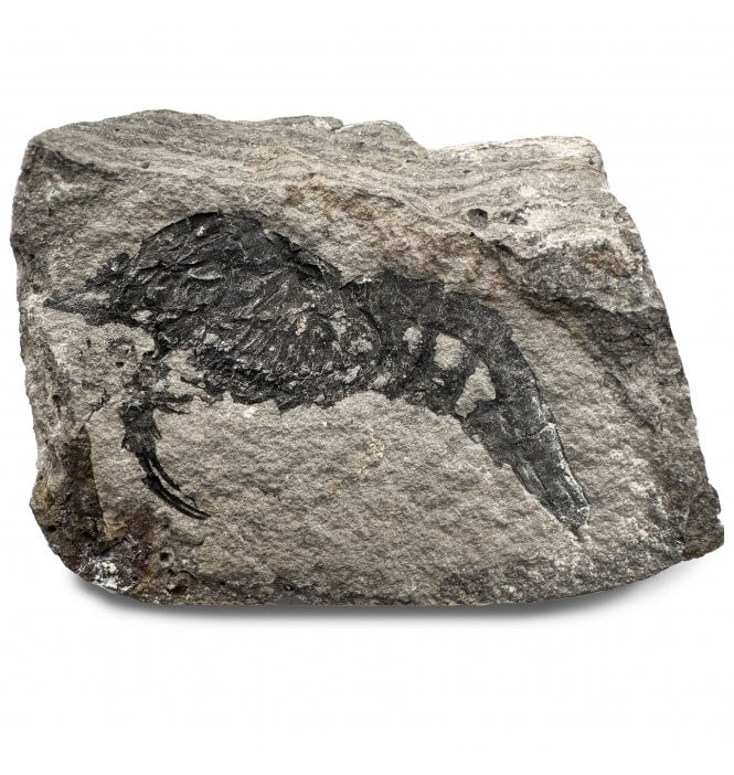 Triassic Fossil Shrimp from Madagascar (SKU OF3864):- Ambilobeia karojoi