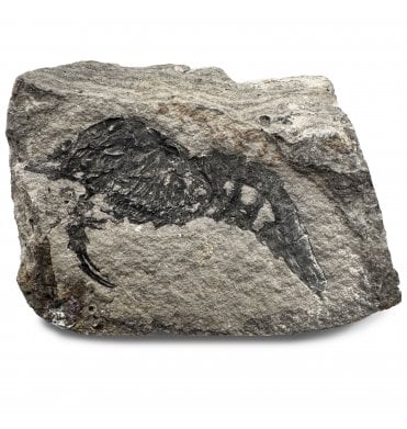 Triassic Fossil Shrimp from Madagascar (SKU OF3864):- Ambilobeia karojoi