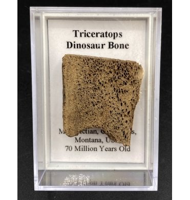 Triceratops Dinosaur Bone (SKU G74)