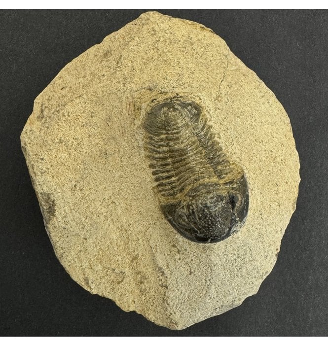 Trilobite from the Devonian of Morocco (SKU G9):- Gerastos granulous