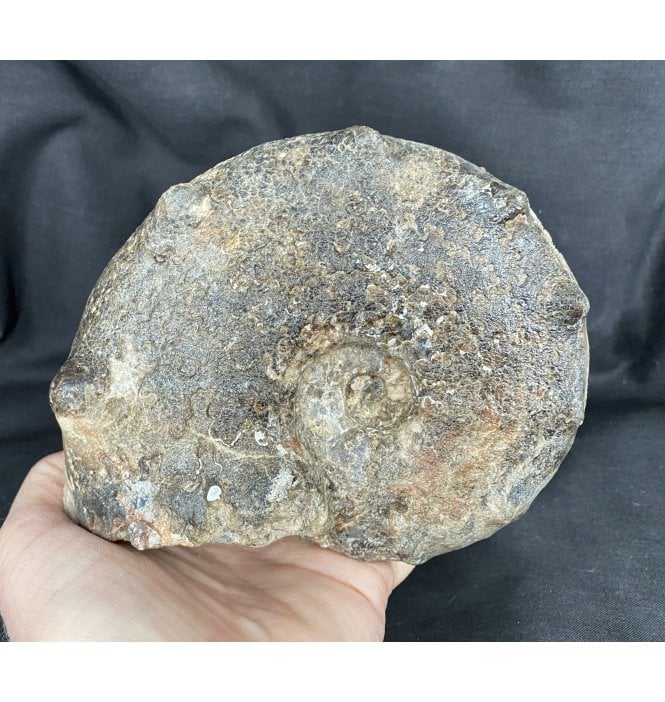 Turonian, Upper Cretaceous Ammonite from Asaflala, Morocco (SKU A1591):- Mammites nososoides