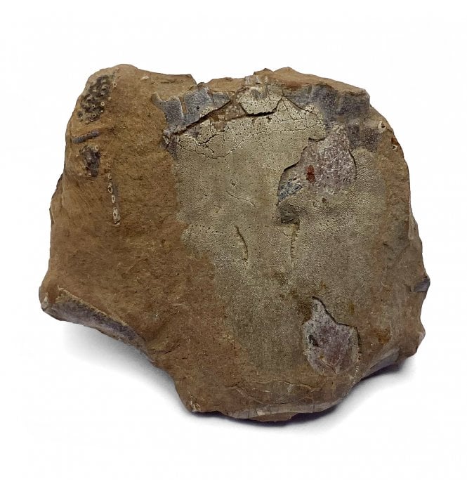 Upper Cretaceous Crab from Texas, USA (SKU OF2135):- Notopocorystes dichrous