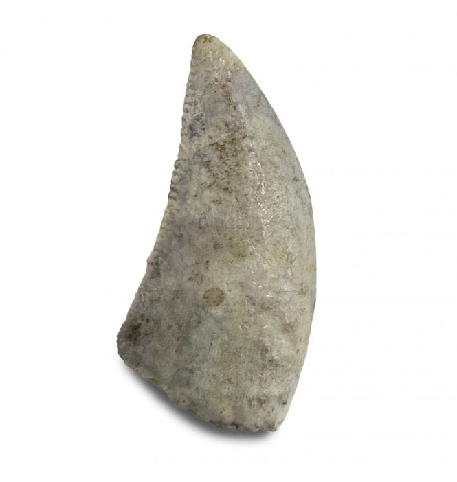 Upper Cretaceous Dinosaur (Coelurosaurid) Tooth from the Hell Creek Formation, Montana, USA (SKU V8951):- Richardoestesia gilmorei