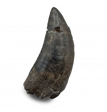 Upper Cretaceous Dinosaur Tyrannosaurus Tooth from Lance Creek Formation, Montana (SKU V8496):- Nanotyrannus lancensis