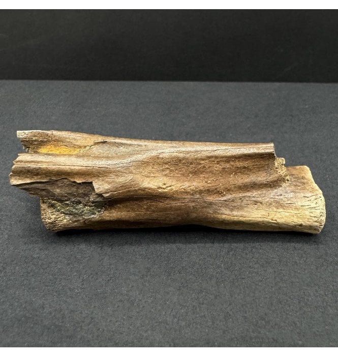 Upper Cretaceous Dinosaur Ornithomimid Tail Vertebra from Hell Creek Formation, Montana, USA (SKU V8538):- Struthiomimus altus