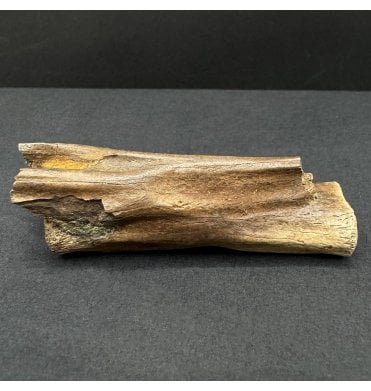Upper Cretaceous Dinosaur Ornithomimid Tail Vertebra from Hell Creek Formation, Montana, USA (SKU V8538):- Struthiomimus altus