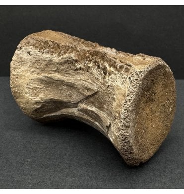 Upper Cretaceous Dinosaur Ornithomimid Tail Vertebra from Hell Creek Formation, South Dakota, USA (SKU V8431):- Struthiomimus altus