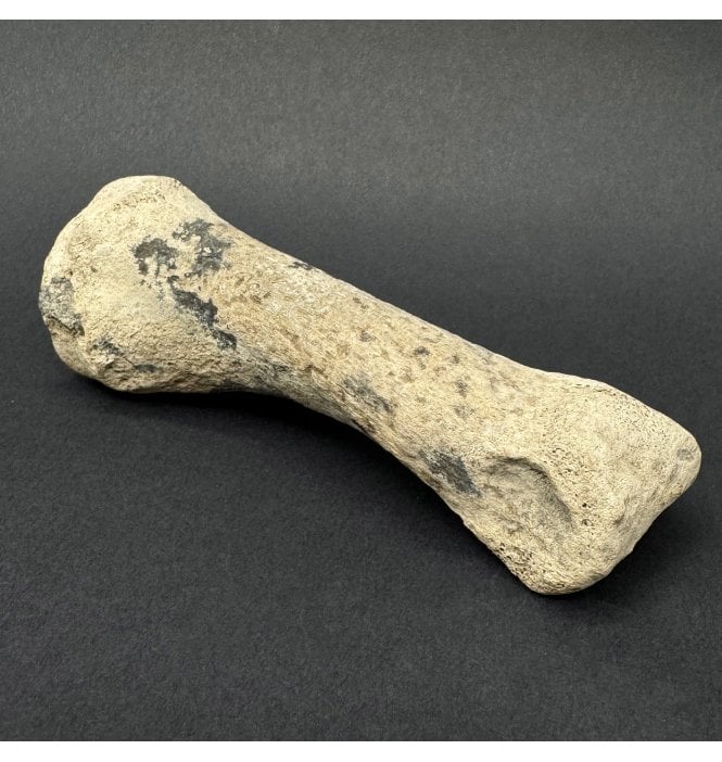 Upper Cretaceous Dinosaur (Oviraptorosaur) Toe Bone from Hell Creek Formation, Montana, USA (SKU V9268):- Anzu wyliei
