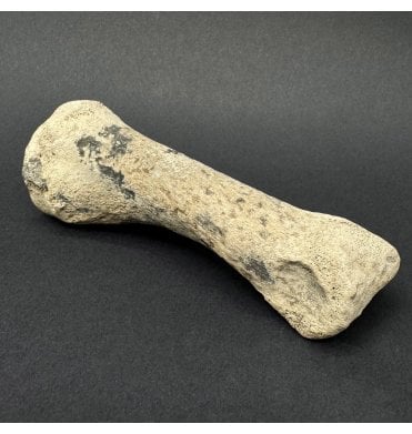 Upper Cretaceous Dinosaur (Oviraptorosaur) Toe Bone from Hell Creek Formation, Montana, USA (SKU V9268):- Anzu wyliei