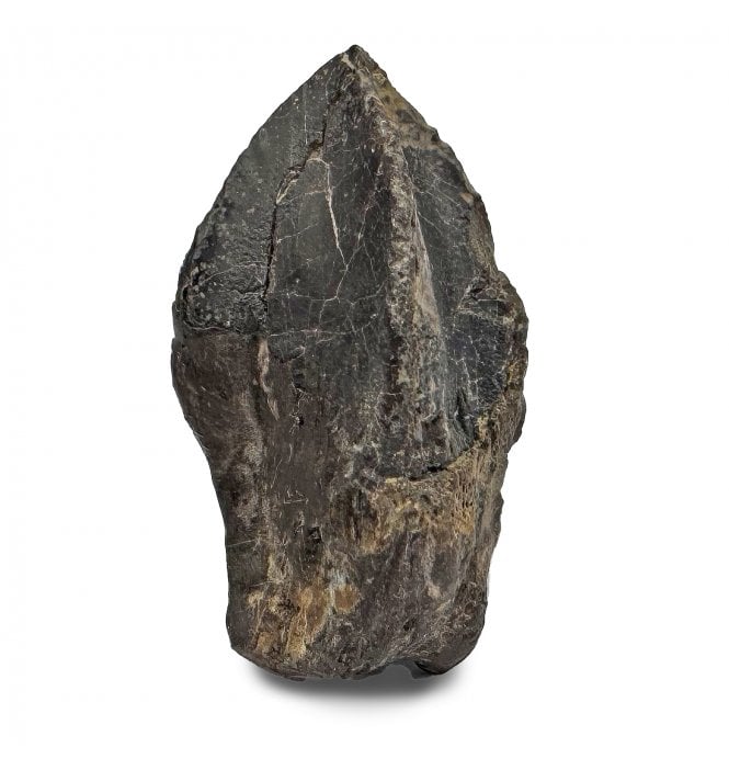Upper Cretaceous Dinosaur (Triceratops) Tooth from Lance Creek, Wyoming, USA (SKU V8503):- Triceratops horridus