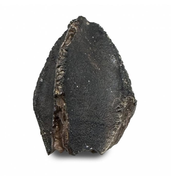 Upper Cretaceous Dinosaur (Triceratops) Tooth from Lance Creek, Wyoming, USA (SKU V8505):- Triceratops horridus