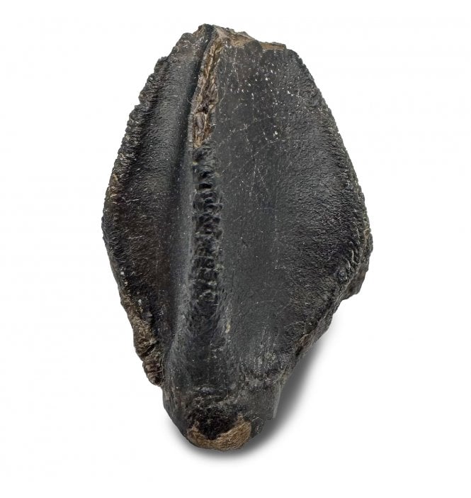 Upper Cretaceous Dinosaur (Triceratops) Tooth from Lance Creek, Wyoming, USA (SKU V8506):- Triceratops horridus