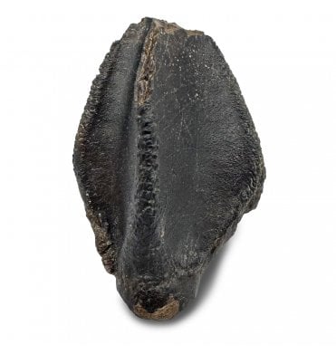 Upper Cretaceous Dinosaur (Triceratops) Tooth from Lance Creek, Wyoming, USA (SKU V8506):- Triceratops horridus