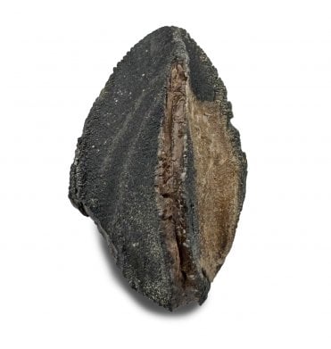 Upper Cretaceous Dinosaur (Triceratops) Tooth from Lance Creek, Wyoming, USA (SKU V8507):- Triceratops horridus
