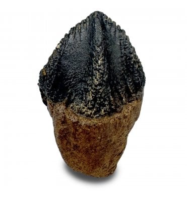 Upper Cretaceous Dinosaur (Triceratops) Tooth from Lance Creek, Wyoming, USA (SKU V9283):- Triceratops horridus