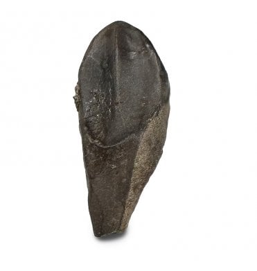 Upper Cretaceous Dinosaur (Triceratops) Tooth from Lance Creek, Wyoming, USA (SKU V9285):- Triceratops horridus