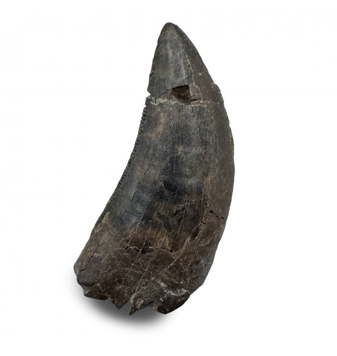 Upper Cretaceous Dinosaur Dinosaur Tyrannosaurus Tooth from Lance Creek Formation, Montana (SKU V8496):- Nanotyrannus lancensis