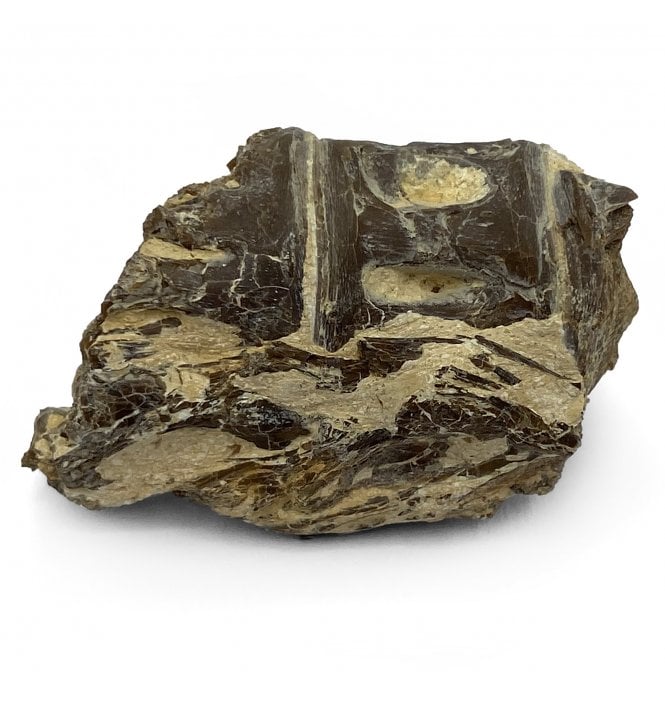 Upper Cretaceous Fish Vertebra from Niobrara Formation, Kansas, USA (SKU V5177)