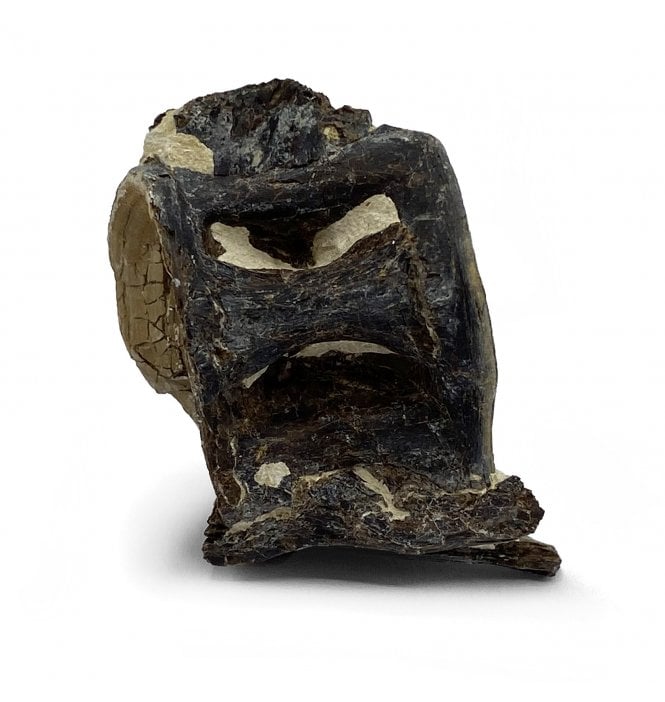 Upper Cretaceous Fish Vertebra from Niobrara Formation, Kansas, USA (SKU V5178)