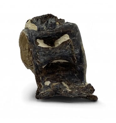 Upper Cretaceous Fish Vertebra from Niobrara Formation, Kansas, USA (SKU V5178)