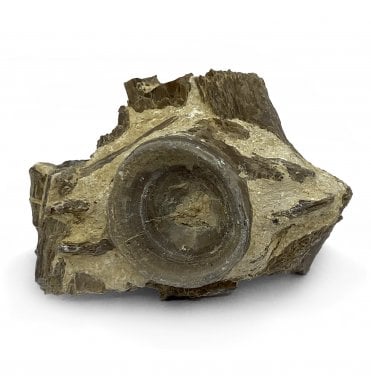 Upper Cretaceous Fish Vertebra from Niobrara Formation, Kansas, USA (SKU V5179)