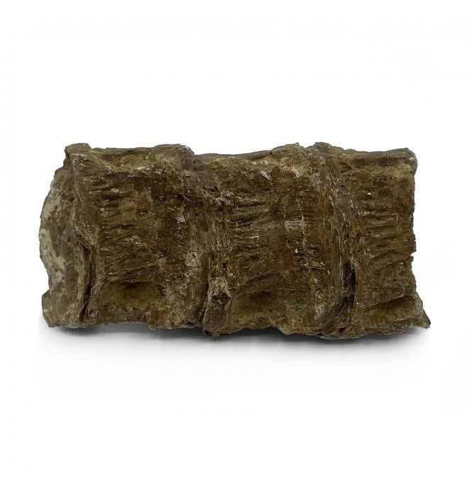 Upper Cretaceous Fish Vertebra from Niobrara Formation, Kansas, USA (SKU V5180)