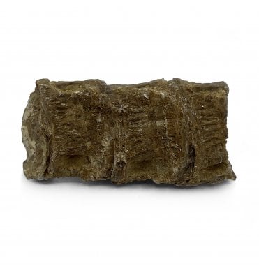 Upper Cretaceous Fish Vertebra from Niobrara Formation, Kansas, USA (SKU V5180)
