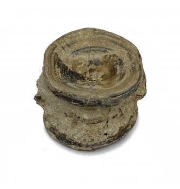Upper Cretaceous Fish Vertebra from Niobrara Formation, Kansas, USA (SKU V5694)