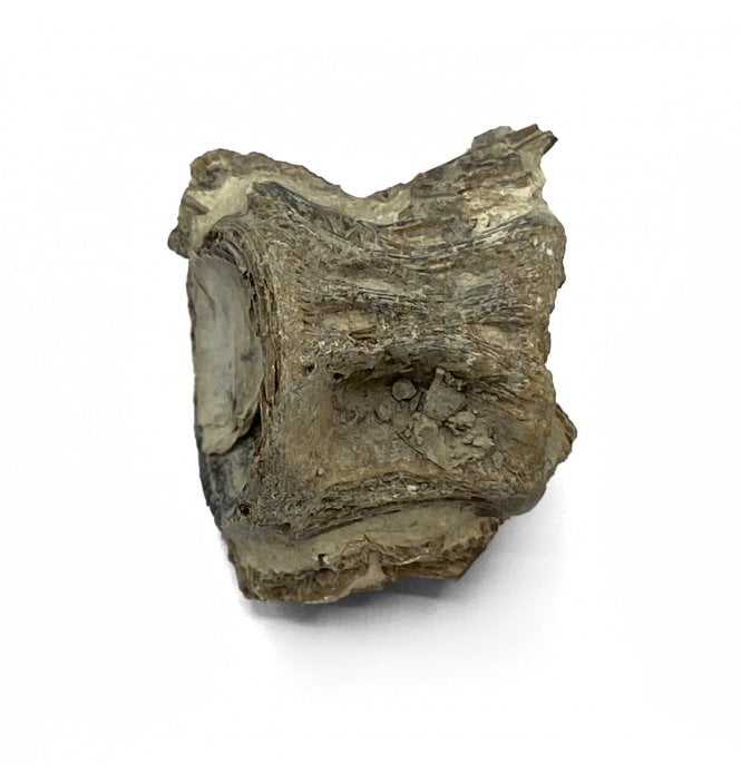 Upper Cretaceous Fish Vertebra from Niobrara Formation, Kansas, USA (SKU V5732)
