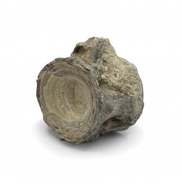 Upper Cretaceous Fish Vertebra from Niobrara Formation, Kansas, USA (SKU V5733)